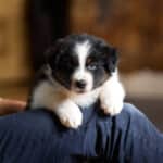 CHIOT BERGER AUSTRALIEN SOCIALISATION OPTIMALE EVEIL