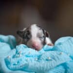 CHIOT BERGER AUSTRALIEN SOCIALISATION OPTIMALE EVEIL