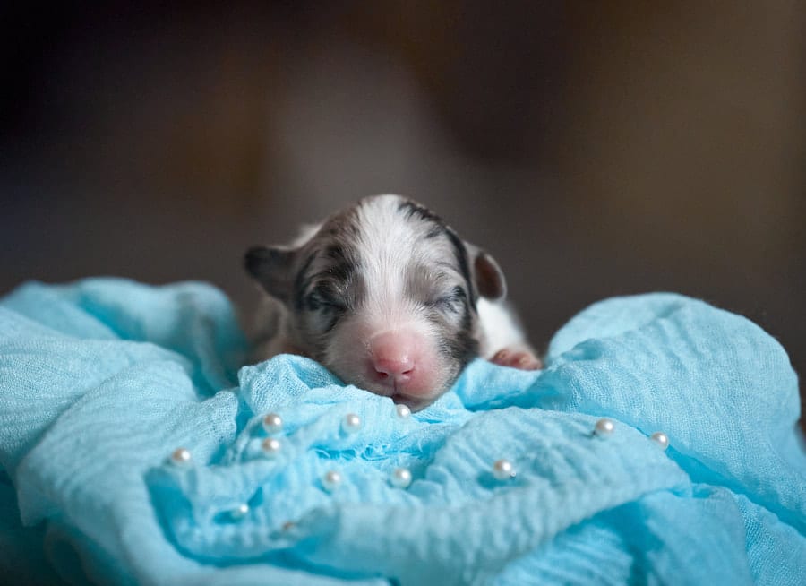 CHIOT BERGER AUSTRALIEN SOCIALISATION OPTIMALE EVEIL