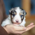 CHIOT BERGER AUSTRALIEN SOCIALISATION OPTIMALE EVEIL
