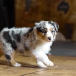 CHIOT BERGER AUSTRALIEN SOCIALISATION OPTIMALE EVEIL