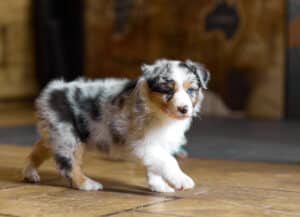 CHIOT BERGER AUSTRALIEN SOCIALISATION OPTIMALE EVEIL