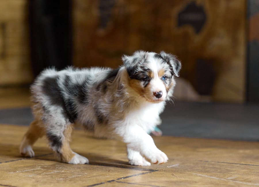 CHIOT BERGER AUSTRALIEN SOCIALISATION OPTIMALE EVEIL