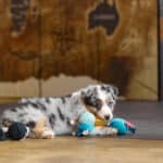 CHIOT BERGER AUSTRALIEN SOCIALISATION OPTIMALE EVEIL