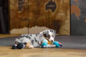 CHIOT BERGER AUSTRALIEN SOCIALISATION OPTIMALE EVEIL