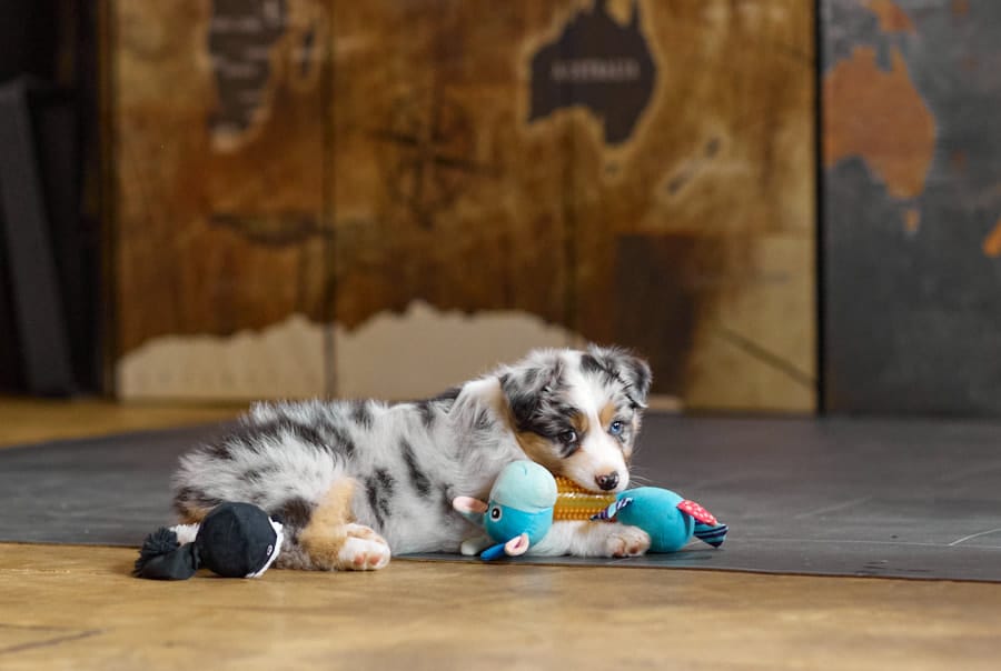 CHIOT BERGER AUSTRALIEN SOCIALISATION OPTIMALE EVEIL