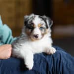 CHIOT BERGER AUSTRALIEN SOCIALISATION OPTIMALE EVEIL