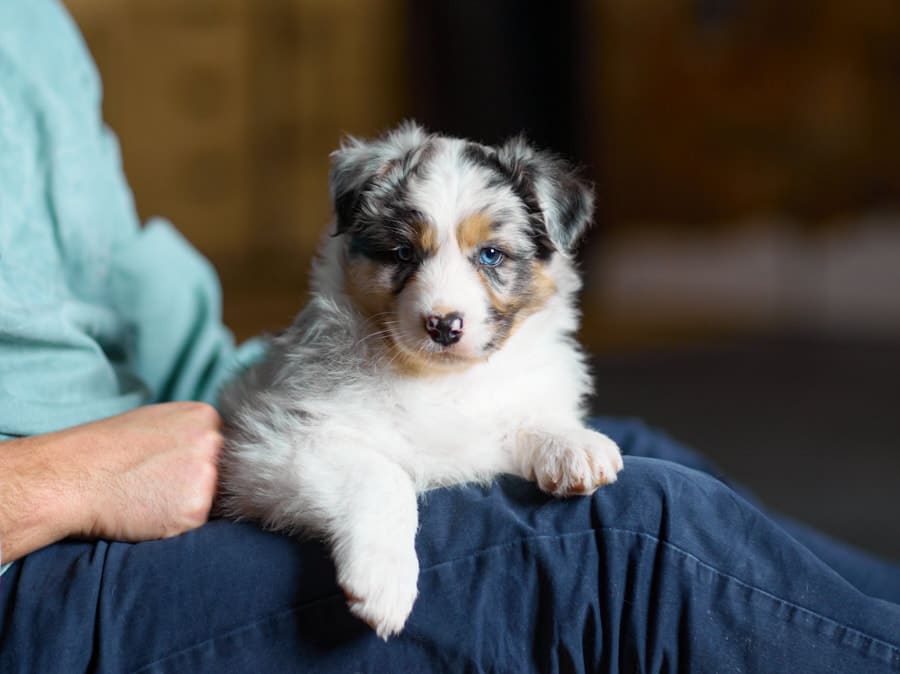 CHIOT BERGER AUSTRALIEN SOCIALISATION OPTIMALE EVEIL