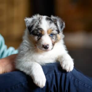 CHIOT BERGER AUSTRALIEN SOCIALISATION OPTIMALE EVEIL