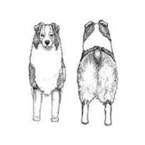 Membres postérieurs Berger Australien