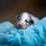 CHIOT BERGER AUSTRALIEN RUSSELL SOCIALISATION OPTIMALE EVEIL