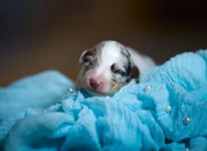 CHIOT BERGER AUSTRALIEN RUSSELL SOCIALISATION OPTIMALE EVEIL