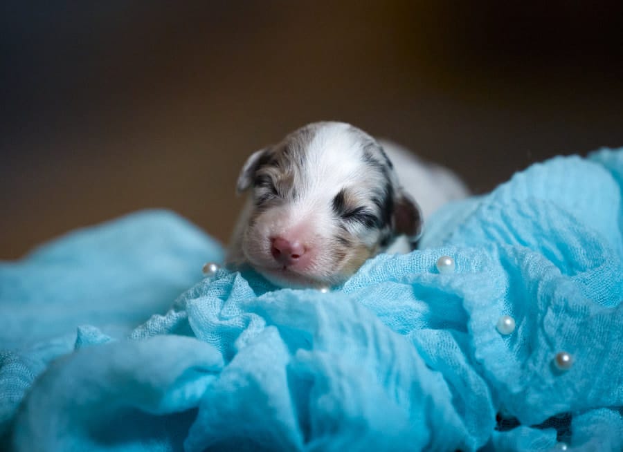 CHIOT BERGER AUSTRALIEN RUSSELL SOCIALISATION OPTIMALE EVEIL