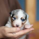 CHIOT BERGER AUSTRALIEN RUSSELL SOCIALISATION OPTIMALE EVEIL