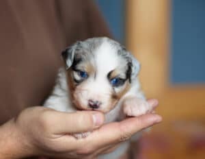 CHIOT BERGER AUSTRALIEN RUSSELL SOCIALISATION OPTIMALE EVEIL