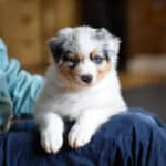 CHIOT BERGER AUSTRALIEN RUSSELL SOCIALISATION OPTIMALE EVEIL