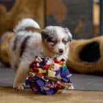 CHIOT BERGER AUSTRALIEN RUSSELL SOCIALISATION OPTIMALE EVEIL