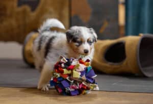 CHIOT BERGER AUSTRALIEN RUSSELL SOCIALISATION OPTIMALE EVEIL