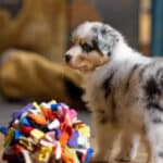 CHIOT BERGER AUSTRALIEN RUSSELL SOCIALISATION OPTIMALE EVEIL