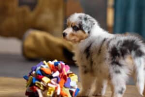 CHIOT BERGER AUSTRALIEN RUSSELL SOCIALISATION OPTIMALE EVEIL