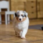 CHIOT BERGER AUSTRALIEN RUSSELL SOCIALISATION OPTIMALE EVEIL