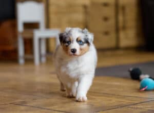 CHIOT BERGER AUSTRALIEN RUSSELL SOCIALISATION OPTIMALE EVEIL