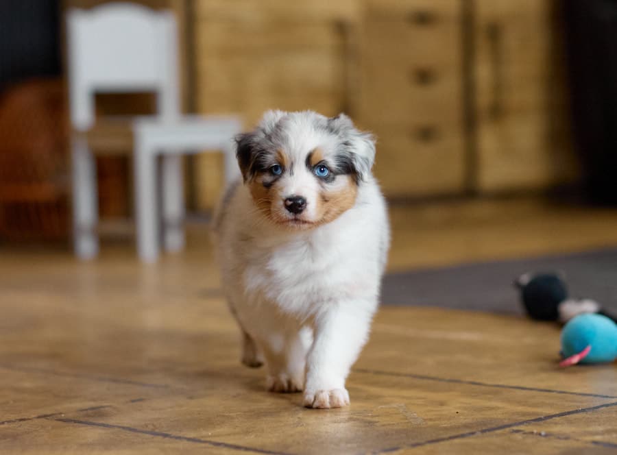 CHIOT BERGER AUSTRALIEN RUSSELL SOCIALISATION OPTIMALE EVEIL