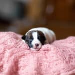 CHIOT JACK RUSSELL SOCIALISATION OPTIMALE EVEIL