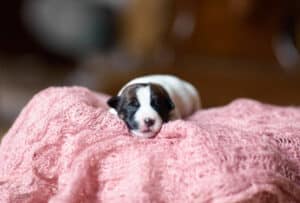 CHIOT JACK RUSSELL SOCIALISATION OPTIMALE EVEIL