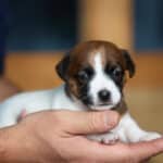 CHIOT JACK RUSSELL SOCIALISATION OPTIMALE EVEIL