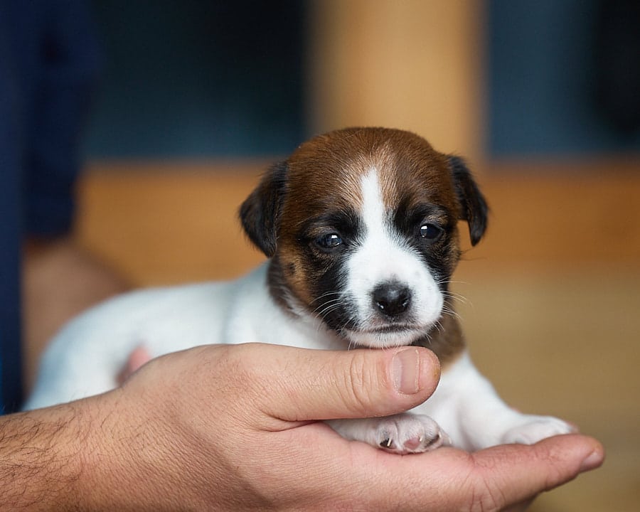 CHIOT JACK RUSSELL SOCIALISATION OPTIMALE EVEIL