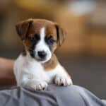 CHIOT JACK RUSSELL SOCIALISATION OPTIMALE EVEIL