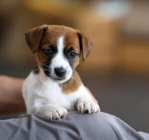 CHIOT JACK RUSSELL SOCIALISATION OPTIMALE EVEIL
