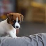 CHIOT JACK RUSSELL SOCIALISATION OPTIMALE EVEIL