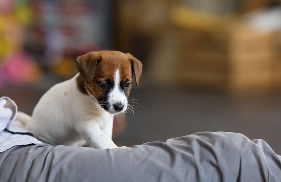 CHIOT JACK RUSSELL SOCIALISATION OPTIMALE EVEIL