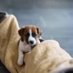 CHIOT JACK RUSSELL SOCIALISATION OPTIMALE EVEIL