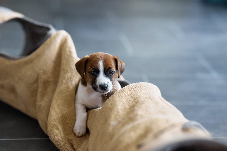 CHIOT JACK RUSSELL SOCIALISATION OPTIMALE EVEIL