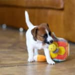 CHIOT JACK RUSSELL SOCIALISATION OPTIMALE EVEIL