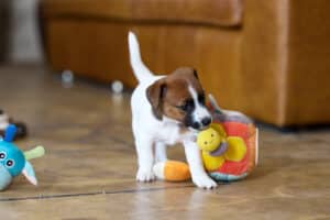 CHIOT JACK RUSSELL SOCIALISATION OPTIMALE EVEIL