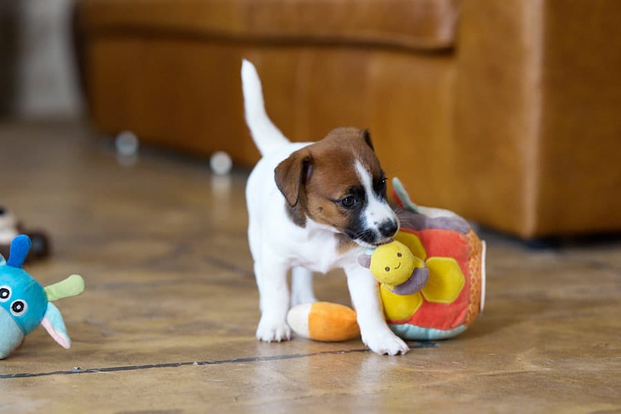 CHIOT JACK RUSSELL SOCIALISATION OPTIMALE EVEIL