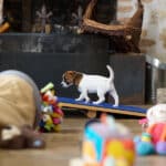 CHIOT JACK RUSSELL SOCIALISATION OPTIMALE EVEIL