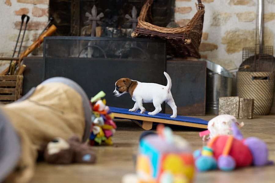 CHIOT JACK RUSSELL SOCIALISATION OPTIMALE EVEIL