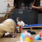 CHIOT JACK RUSSELL SOCIALISATION OPTIMALE EVEIL