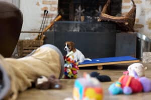 CHIOT JACK RUSSELL SOCIALISATION OPTIMALE EVEIL