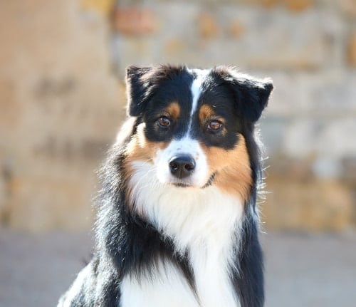 berger australien adulte