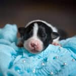 CHIOT BERGER AUSTRALIEN RUSSELL SOCIALISATION OPTIMALE EVEIL