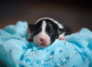 CHIOT BERGER AUSTRALIEN RUSSELL SOCIALISATION OPTIMALE EVEIL