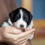 CHIOT BERGER AUSTRALIEN RUSSELL SOCIALISATION OPTIMALE EVEIL