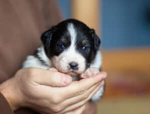 CHIOT BERGER AUSTRALIEN RUSSELL SOCIALISATION OPTIMALE EVEIL