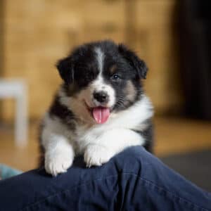 CHIOT BERGER AUSTRALIEN RUSSELL SOCIALISATION OPTIMALE EVEIL